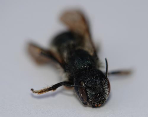 Osmia brevicornis